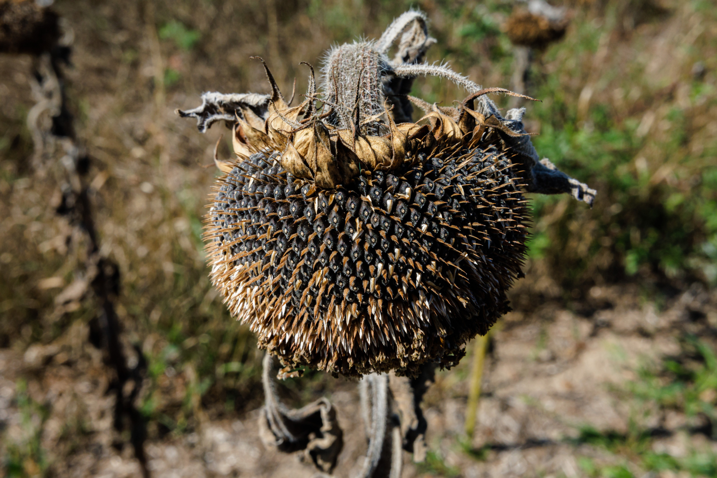 Want to Fight Climate Change? Do It Yourself. | Opinion