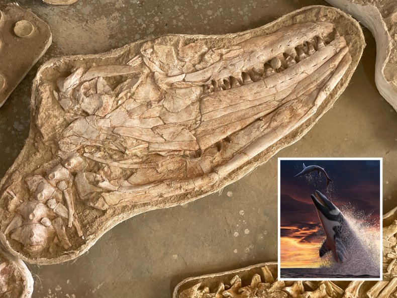 Giant Sea Lizard Fossils 66 Million Old