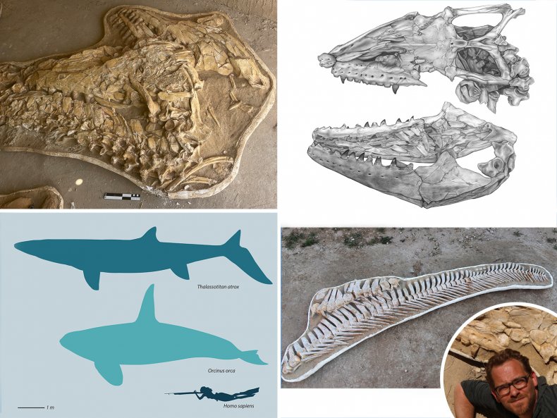 Giant Sea Lizard Fossils 66 Million Old