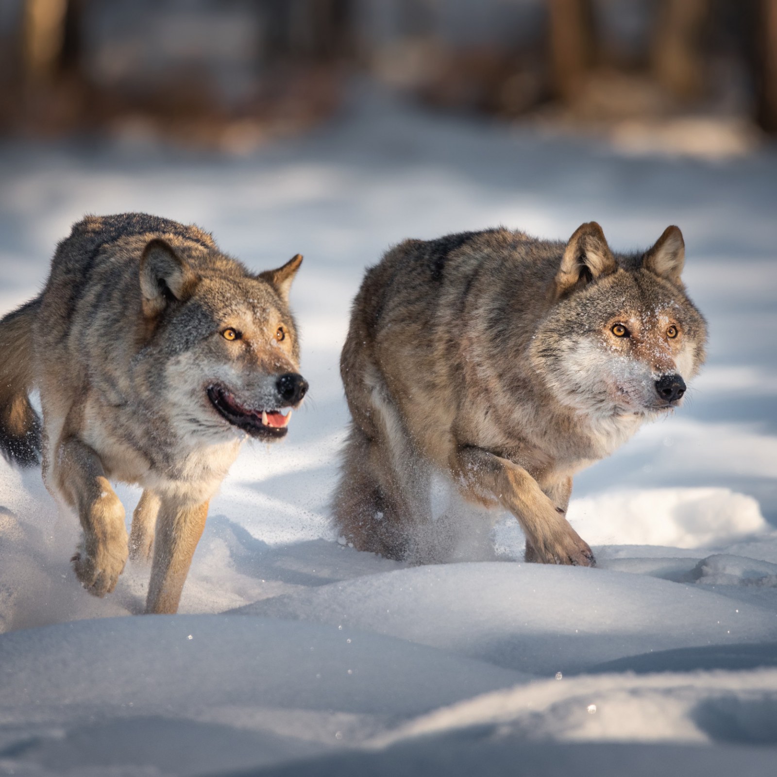 Rhs Wolves 1600 X 1600 Photos Wolves Rail Rage – Wolves Among Sheep Ever