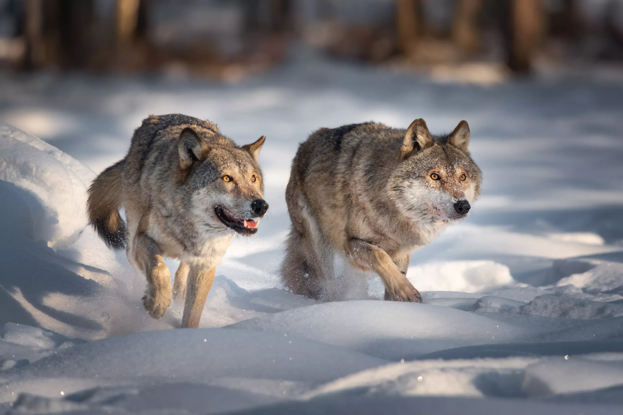Wolves on Brink of Extinction Make Major Comeback on Michigan's Isle Royale - Vimarsana News