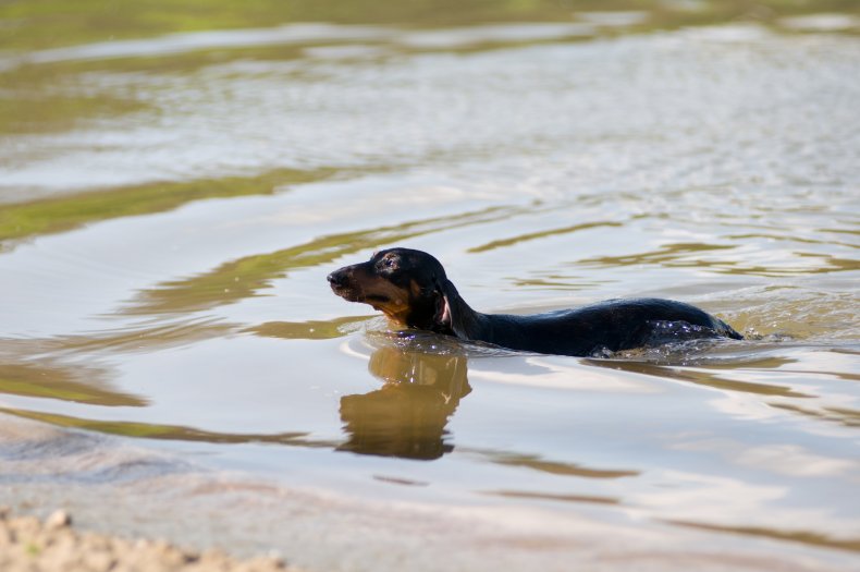 Dachshund Falls in Pond in Hilarious Clip