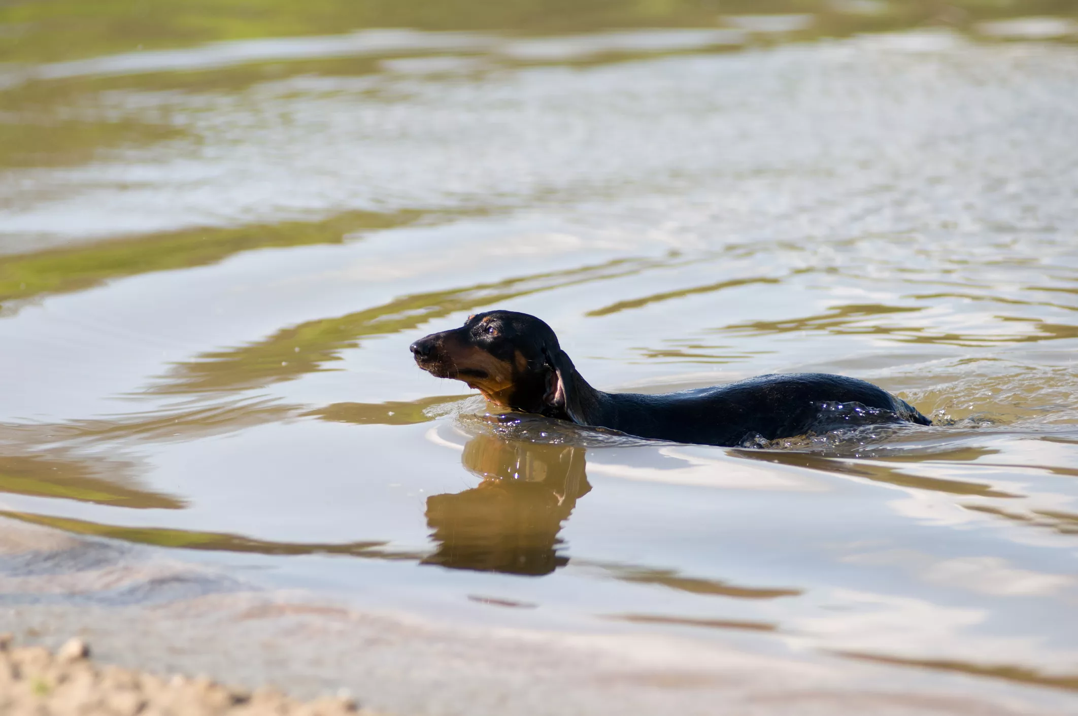 Dachshund Falls in Pond After Mistaking Algae for Grass in Hilarious Clip - Vimarsana News