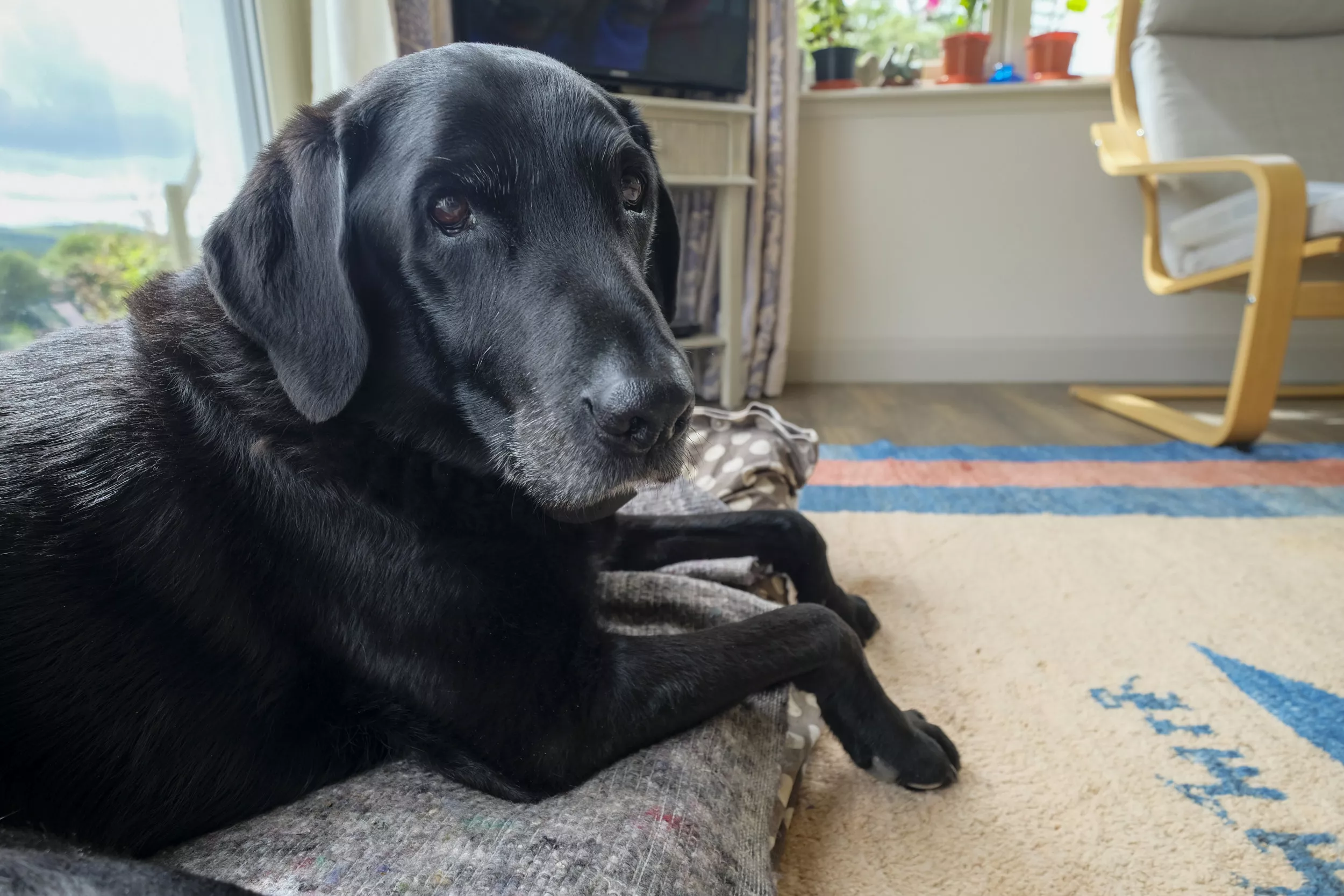 Tears as Owner Spoils Labrador With 'Full Belly' in Her Last Days - Vimarsana News