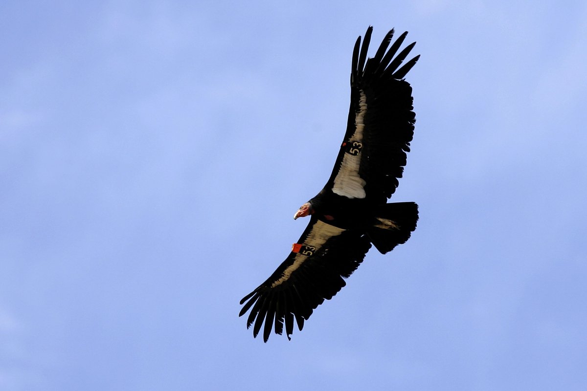 A California Condor 