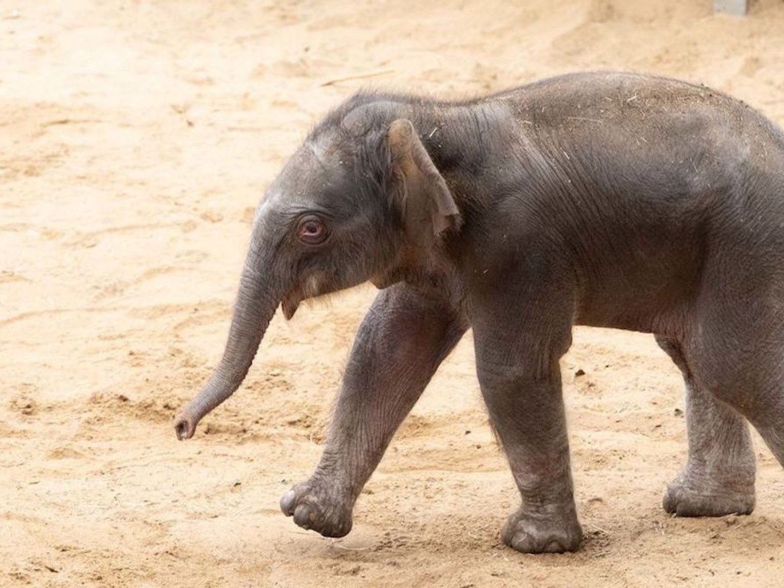 Baby Elephant Sticks Close to Mom in Adorable Video