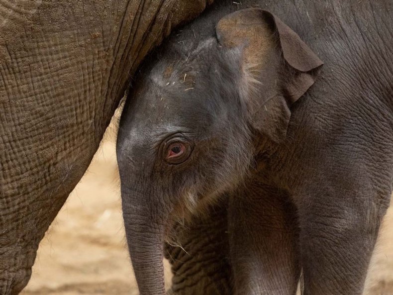 Dramblys jauniklis Anglijos Whipsnade zoologijos sode