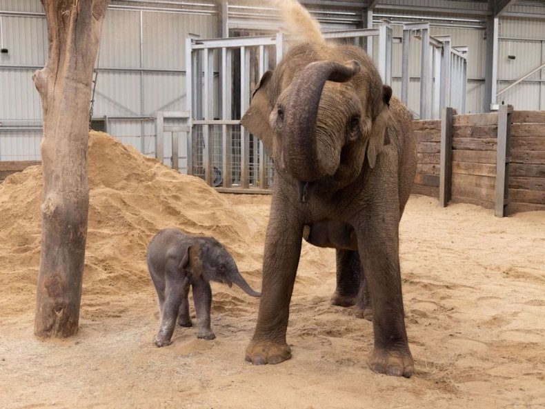 Drambliai Whipsnade zoologijos sode Anglijoje