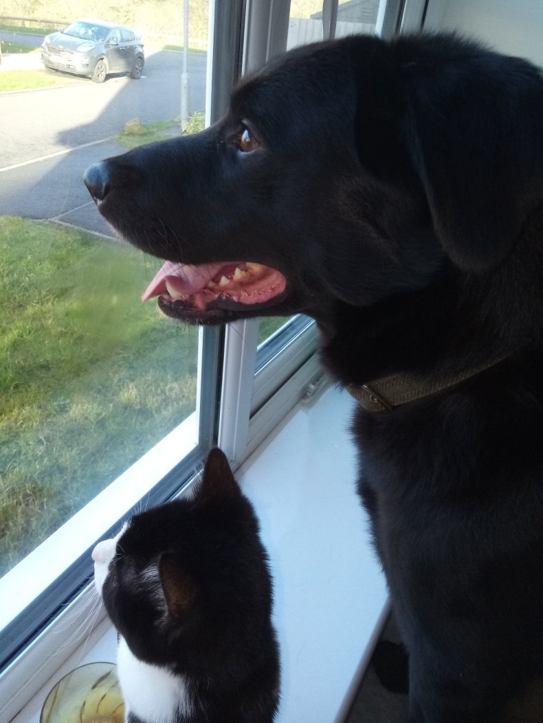 Borador Dog and New Kitten Best Friend Win Pet of the Week 1 Winston and Janet wait.