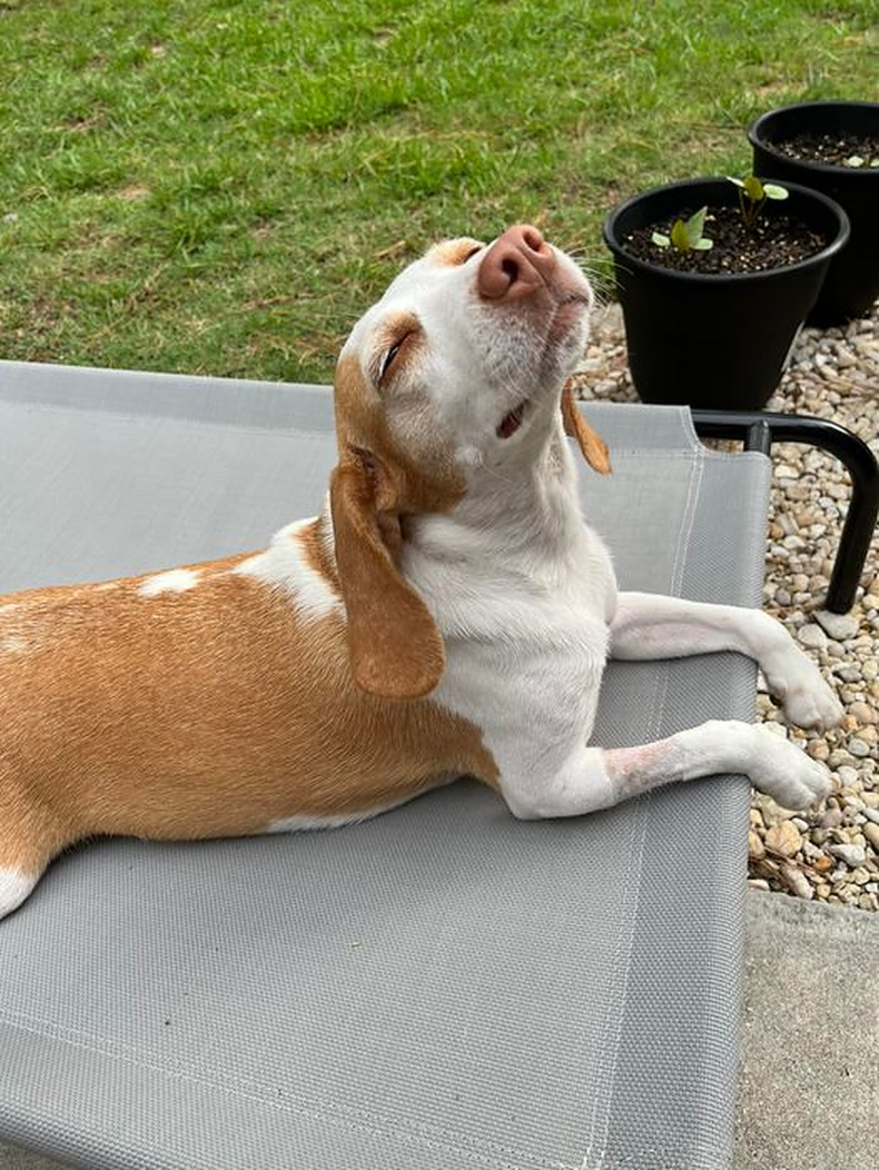 Borador Dog and New Kitten Best Friend Win Pet of the Week 2 Stella living her best life.