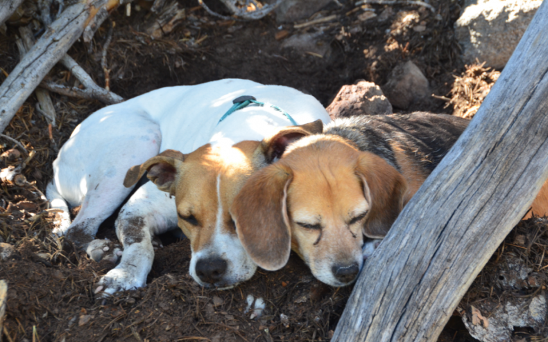 Borador Dog and New Kitten Best Friend Win Pet of the Week 4 Wiggles and Houdini cuddled up.