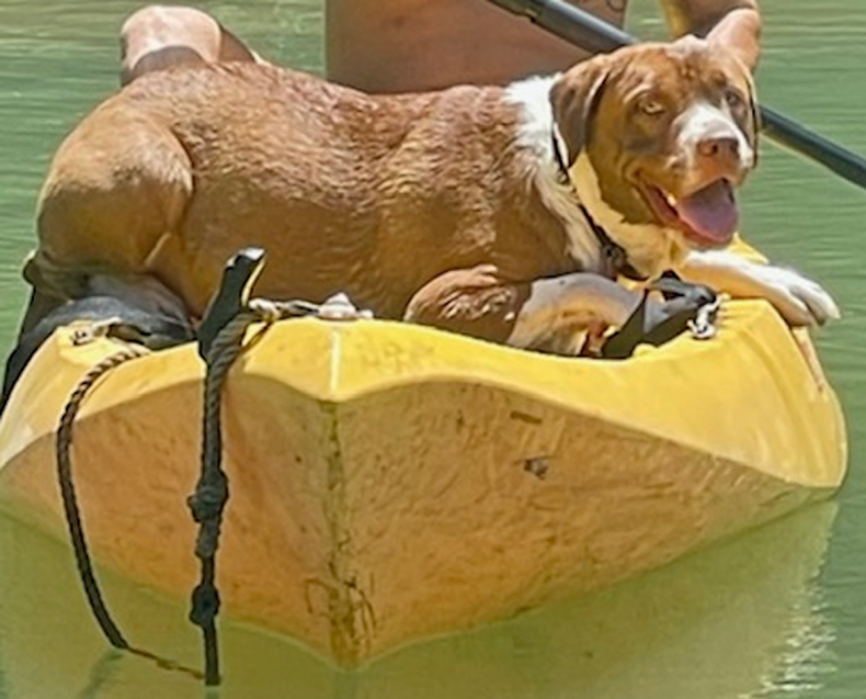 Koda the kayaking dog.