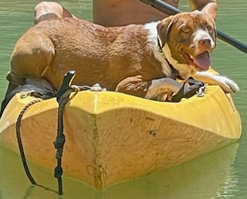 Borador Dog and New Kitten Best Friend Win Pet of the Week 5 Koda the kayaking dog.