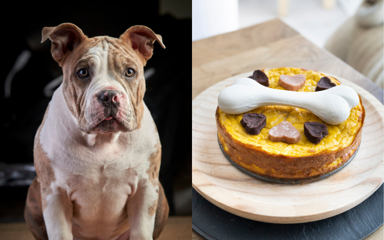 An American bully dog and a cake.