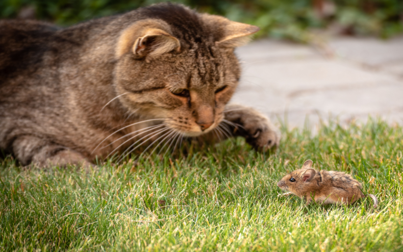 A cat and a mouse outside.