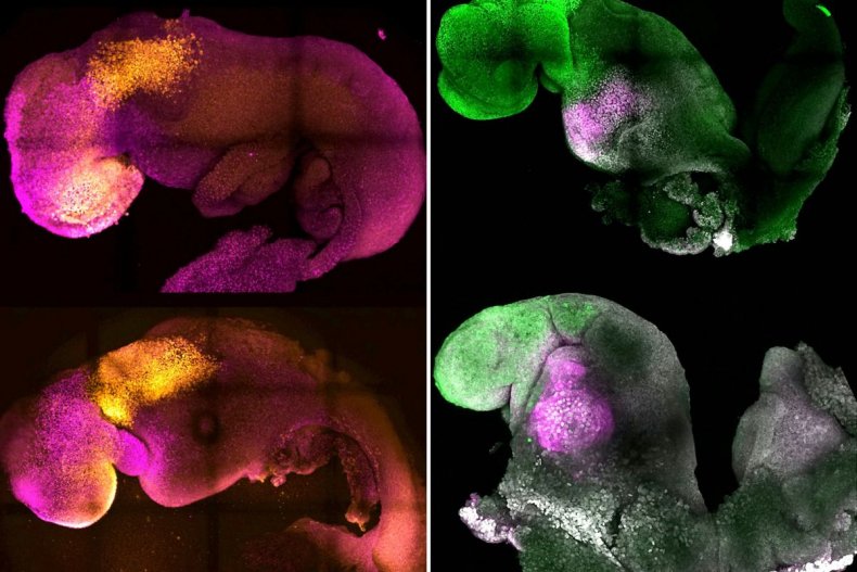 Natural and synthetic embryos side by side