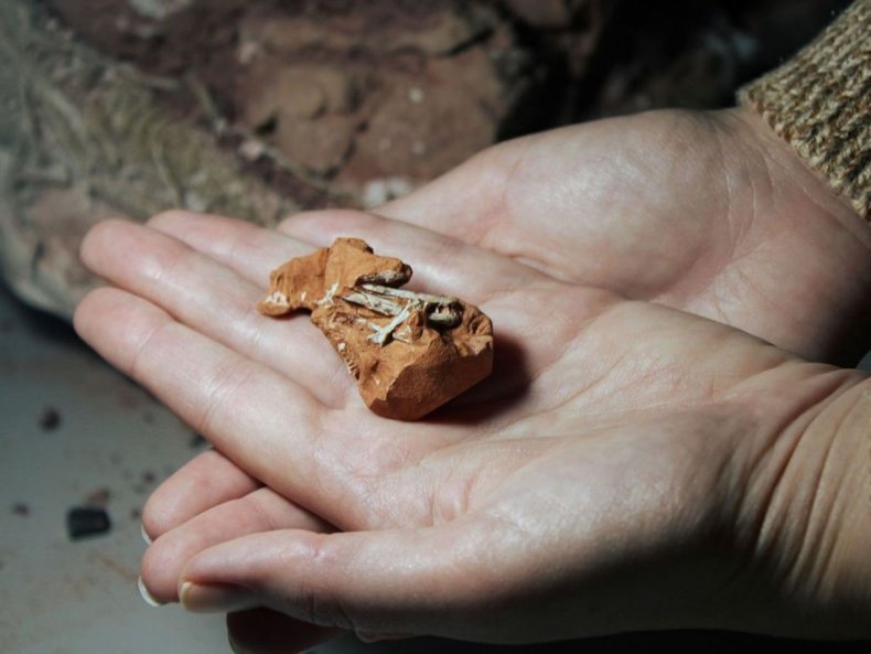 Skull of a Bonapartei Maehary