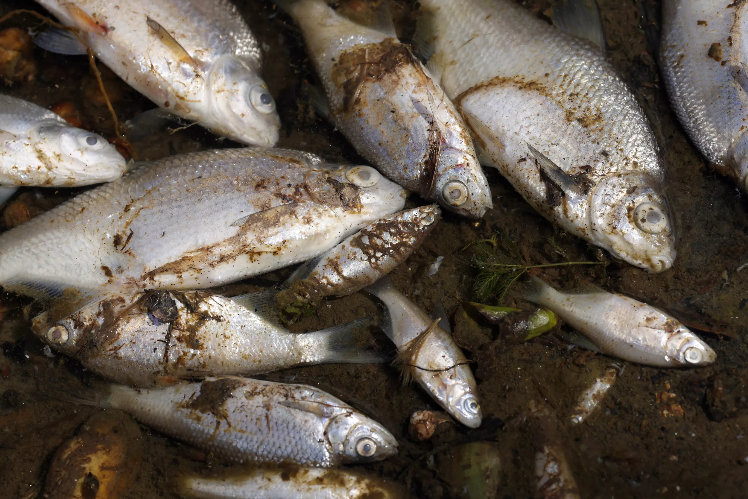 Mystery as Thousands of Fish Die in River on German-Polish Border - Vimarsana News