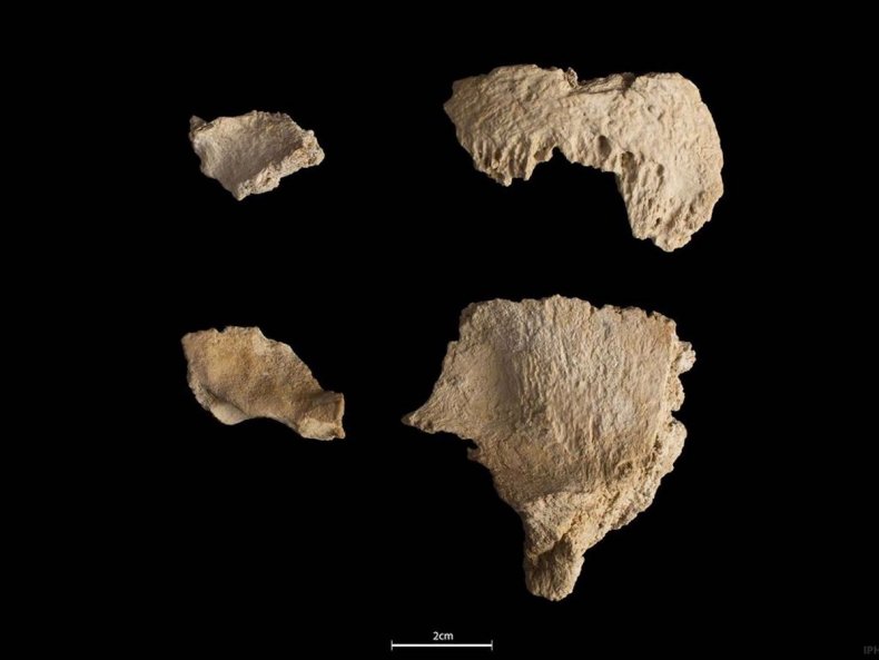 Partial remains of a Neanderthal skull in Spain
