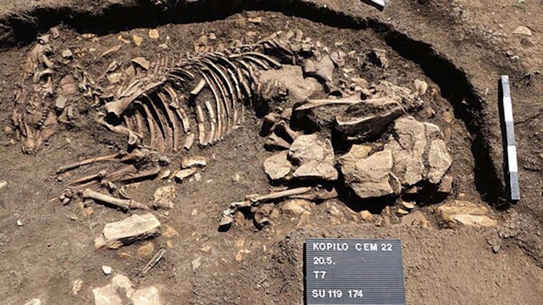 Horse skeleton found at Kopilo site