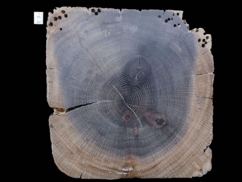 White oak tree rings