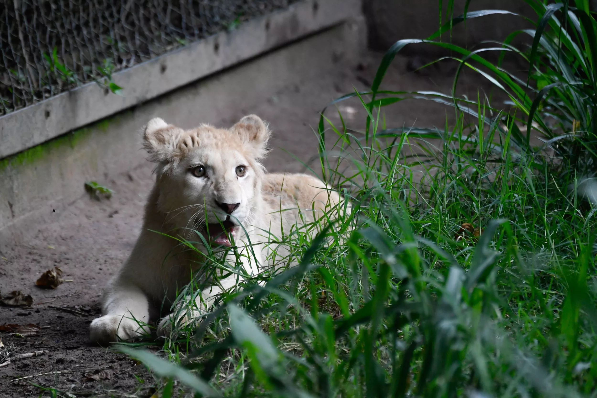 Lion Mauls Man at Ghana Zoo After Alleged Attempt to Steal Cub - Vimarsana News