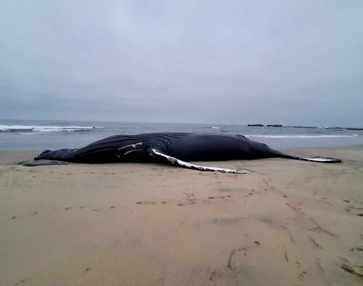 Beloved 50ft Humpback Whale Killed by Ship Strike Washes Up in ...