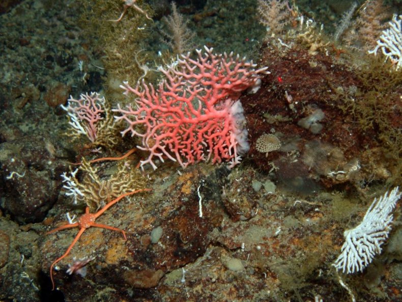 Stony corals