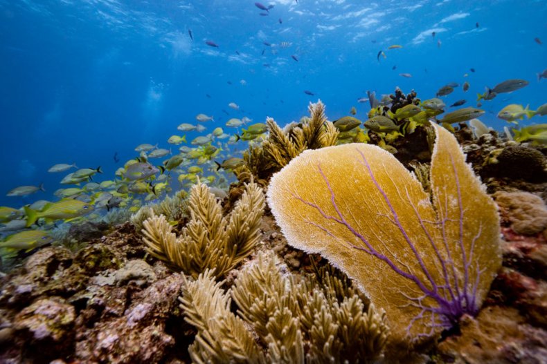 Stony corals