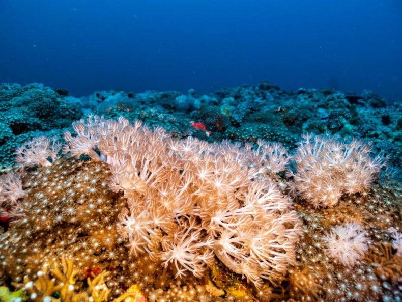 Stony corals