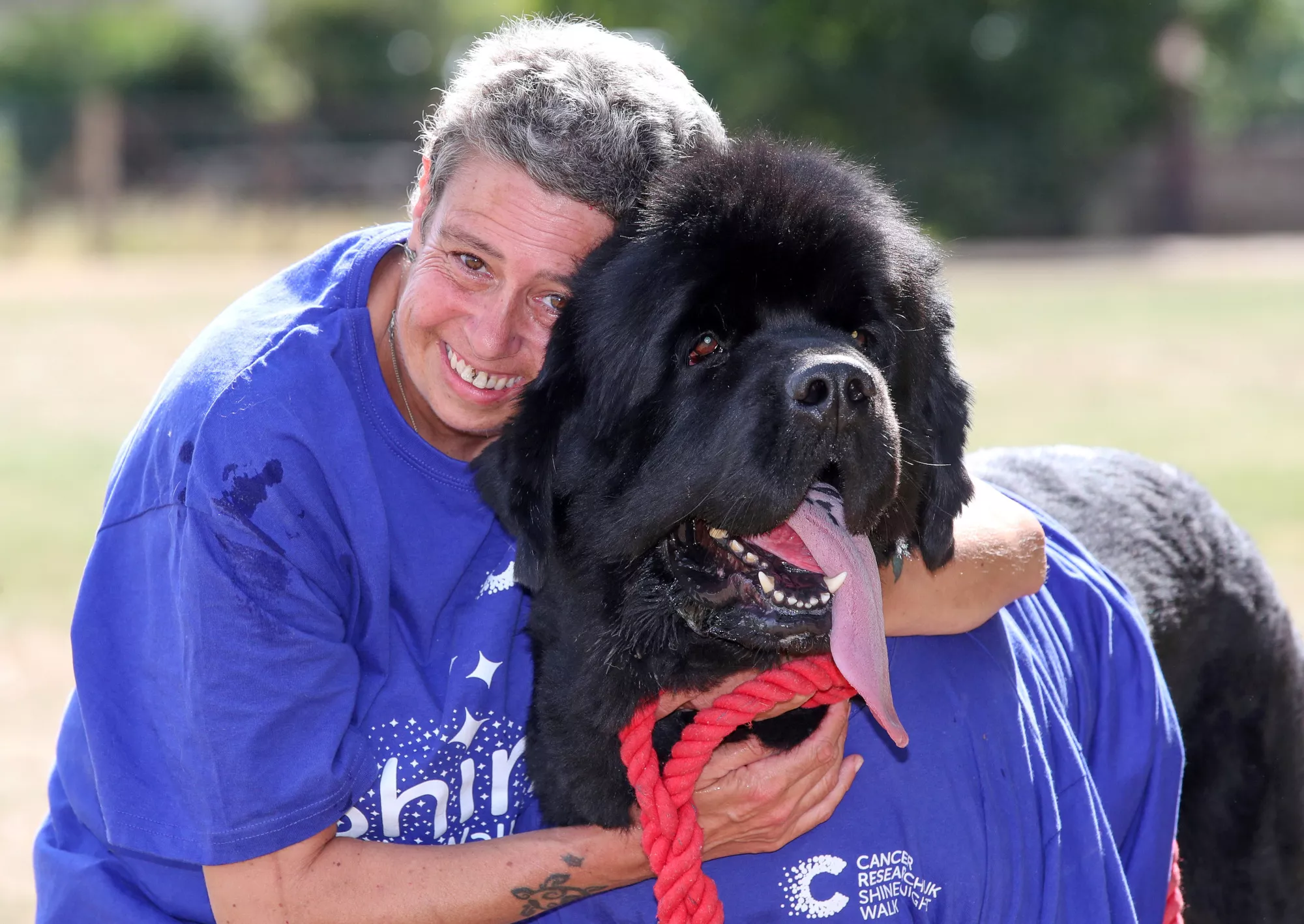 Giant Dog Sniffs Out Woman's Breast Cancer - Vimarsana News