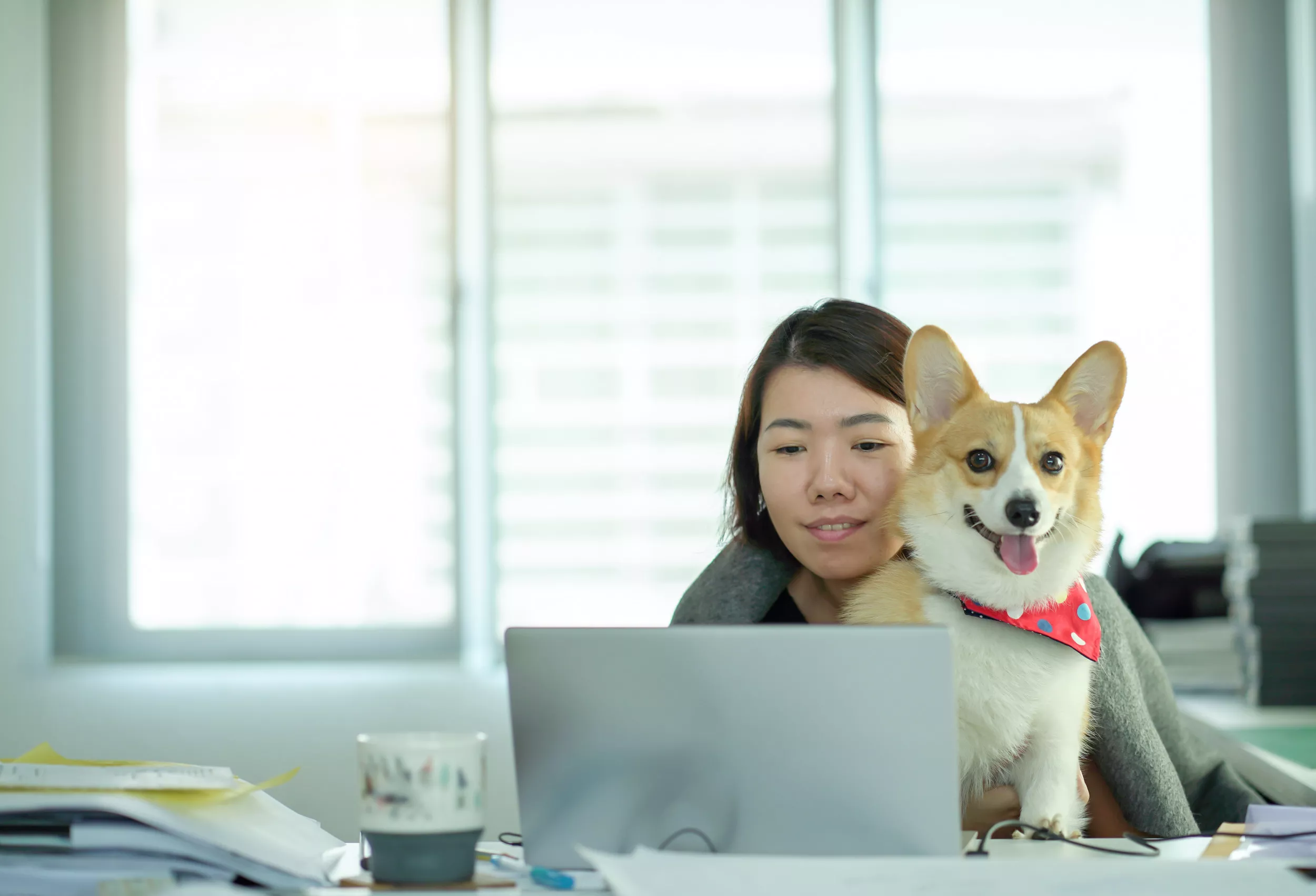 Corgi's Attempts to Distract Owner While Working at Home Delight Internet - Vimarsana News