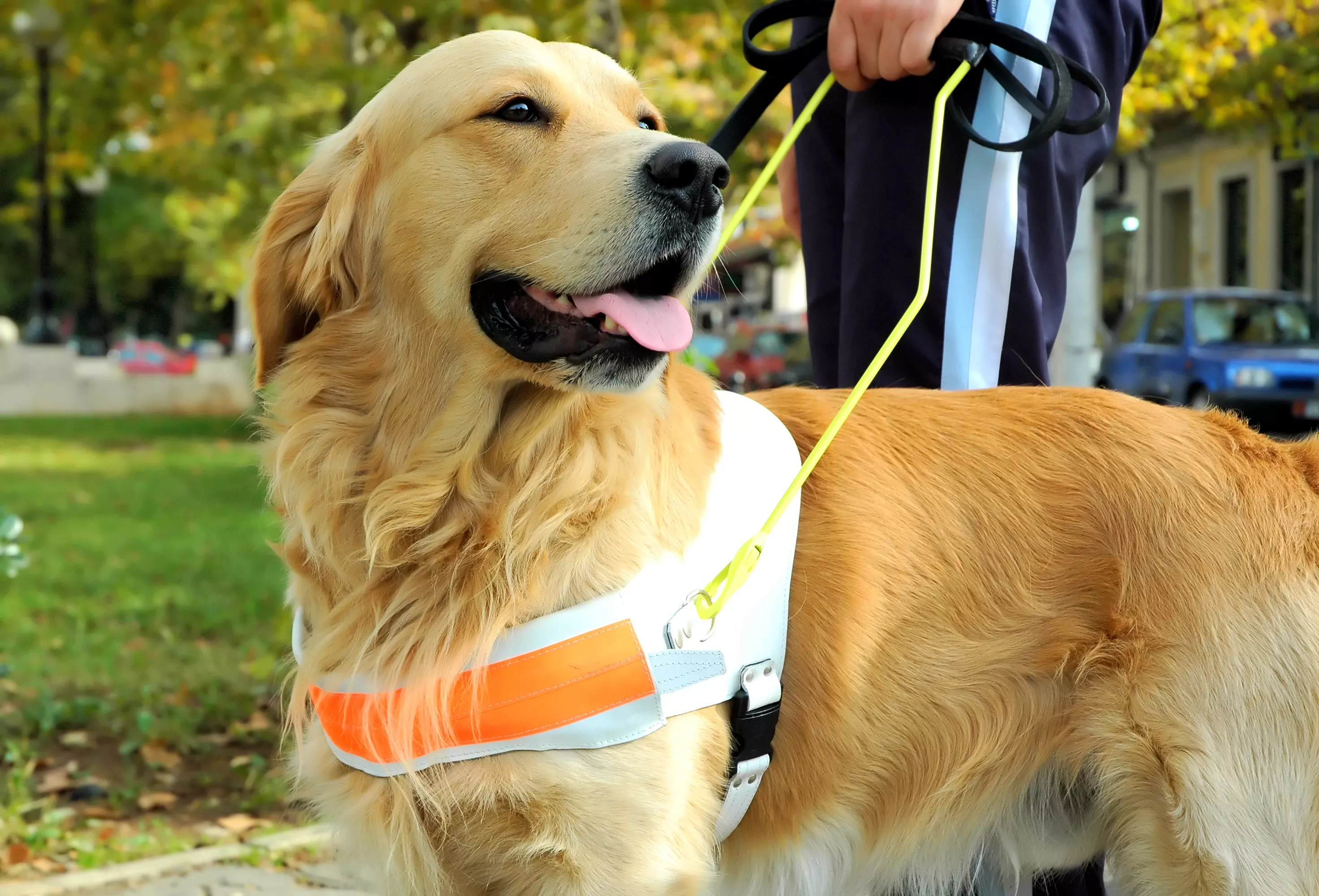 Dog Jumping for Joy as Owner Walks for First Time in Years Goes Viral - Vimarsana News