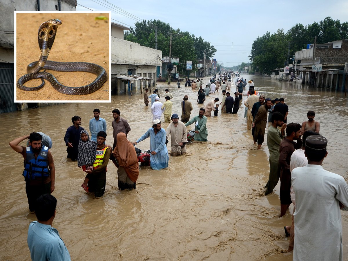Snake Multan Woman Dies and Over 100 Others Bitten by Venomous Snakes in Pakistan ...