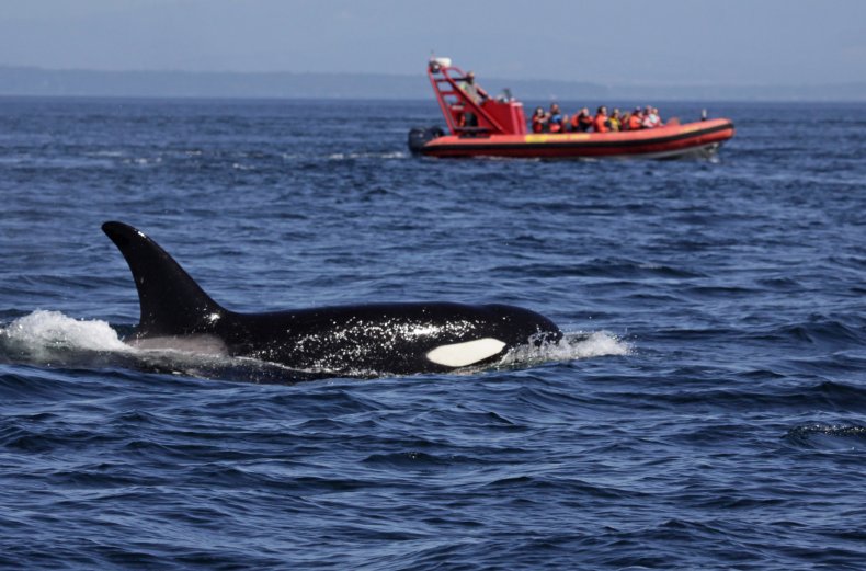 orcas boat