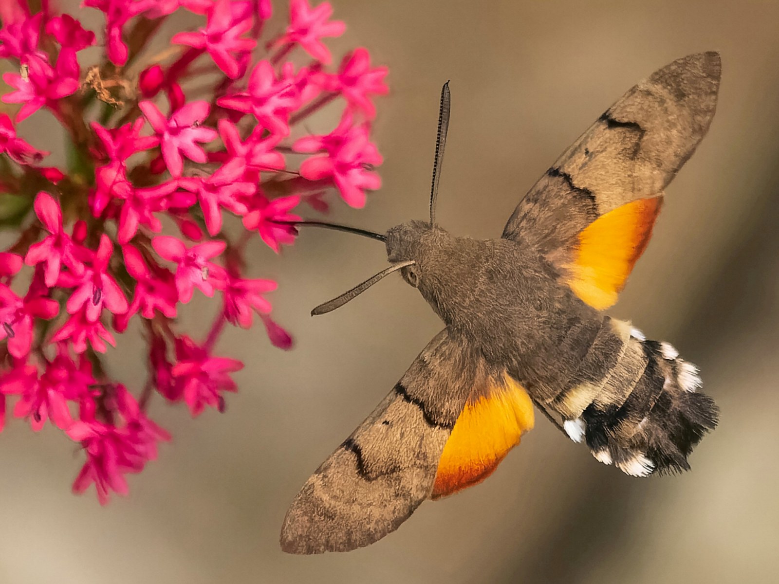 Photographer Captures Incredible Images of Hummingbird Hawk-Moth