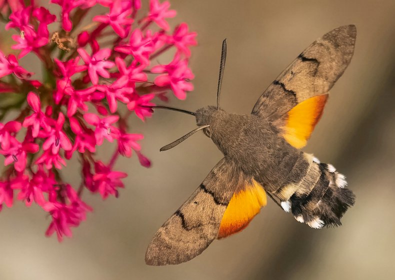 Hummingbird hawk-moth caught on camera