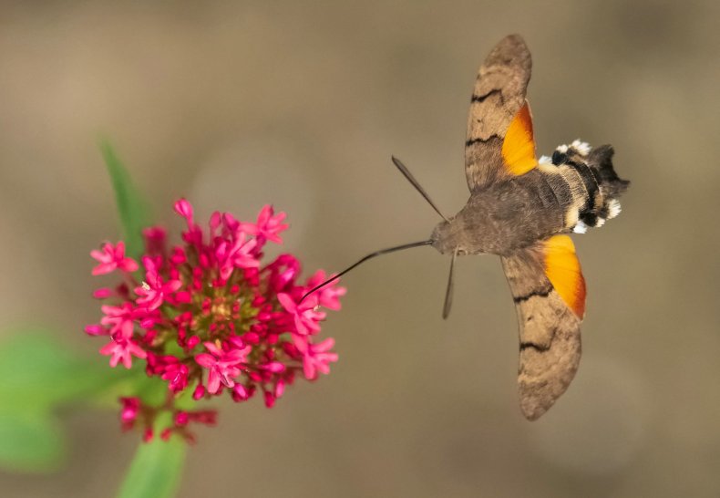 Hummingbird hawk-moth caught on camera