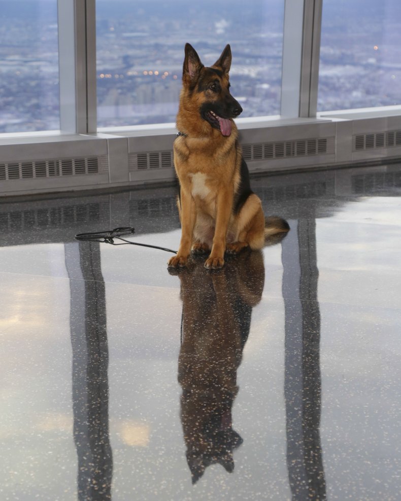 'Scary' Dog Struggling To Make Friends Receives His Own Puppy in Viral Clip 1 An adult German Shepherd dog