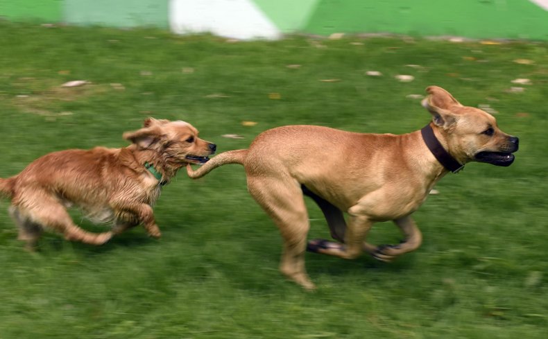 Two dogs playing with each other