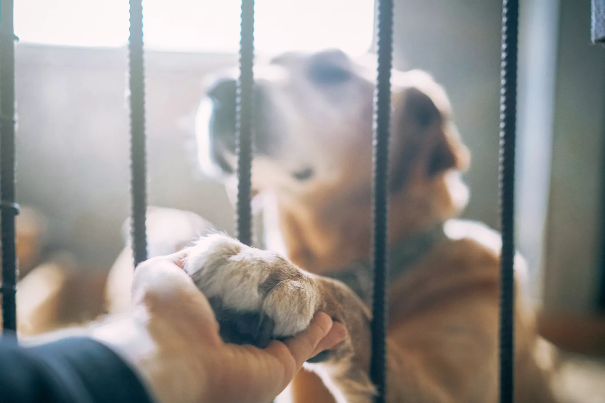 Shelter Dog's Reaction to Cottage Vacation Breaks Hearts: 'Keep Him' - Vimarsana News
