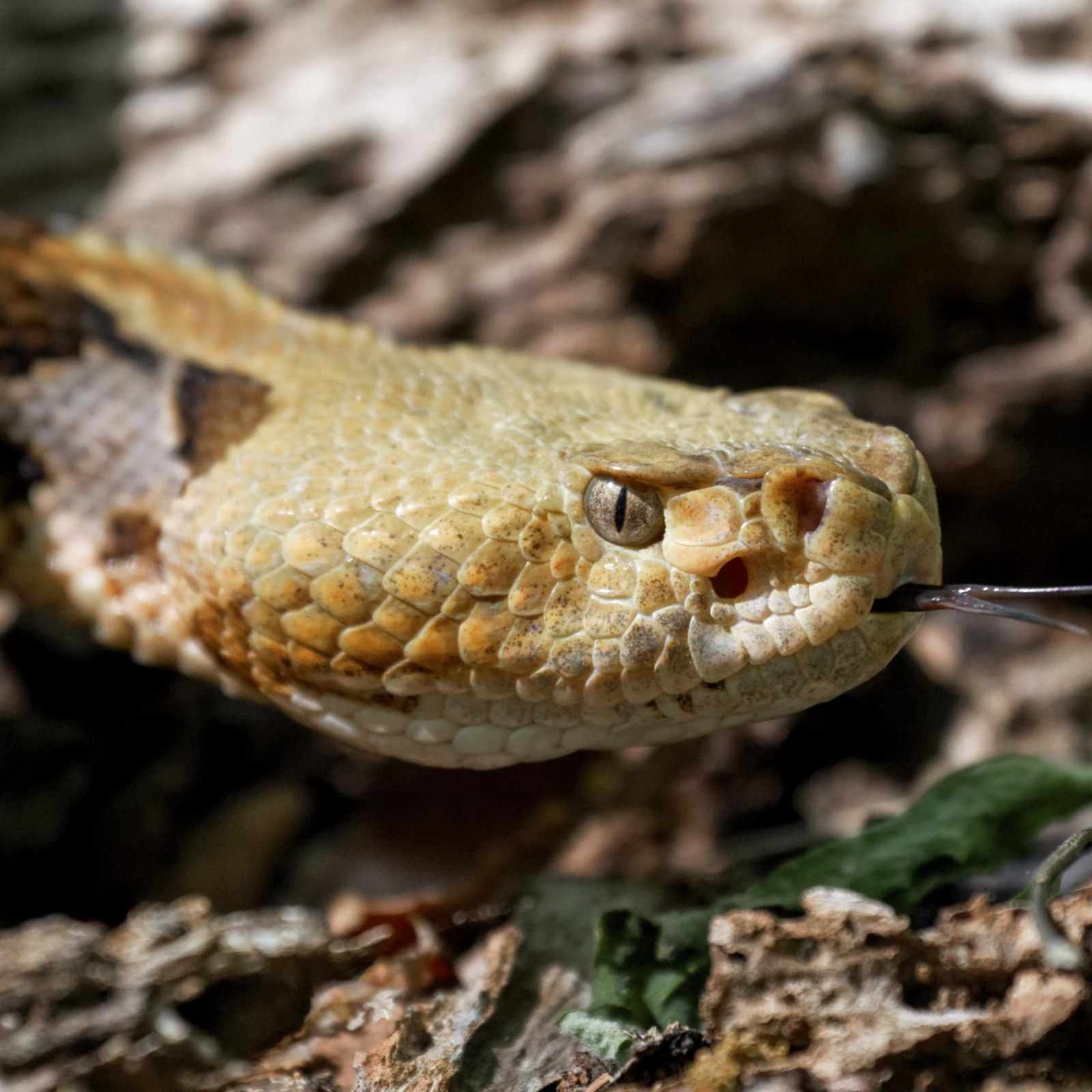 Two Step Rattlesnake Timber Rattlesnake Head Timber Rattlesnake (Crotalus Horridus)