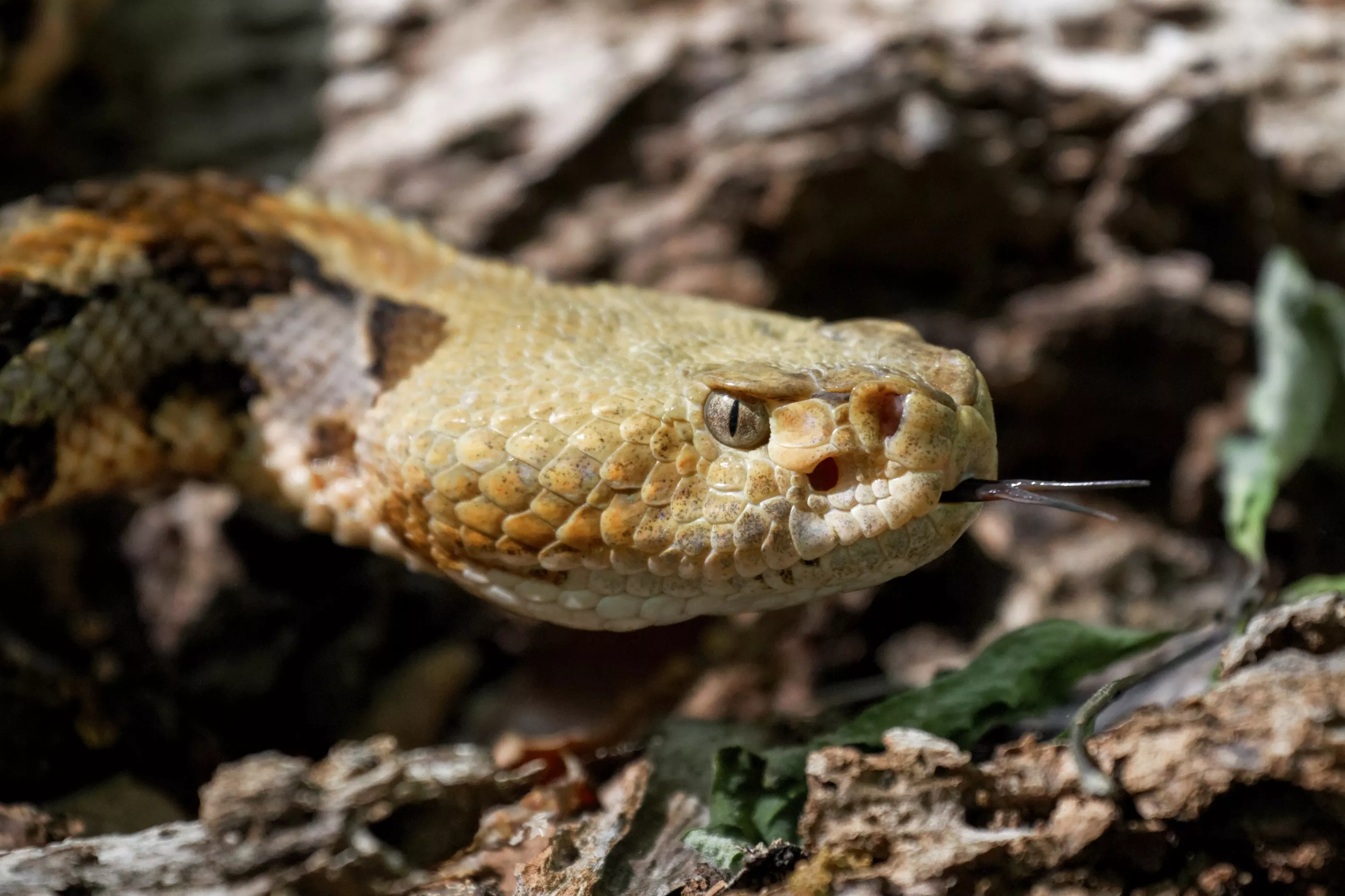 Two Huge Rattlesnakes Block Hiker's Path in Indiana Forest - Vimarsana News