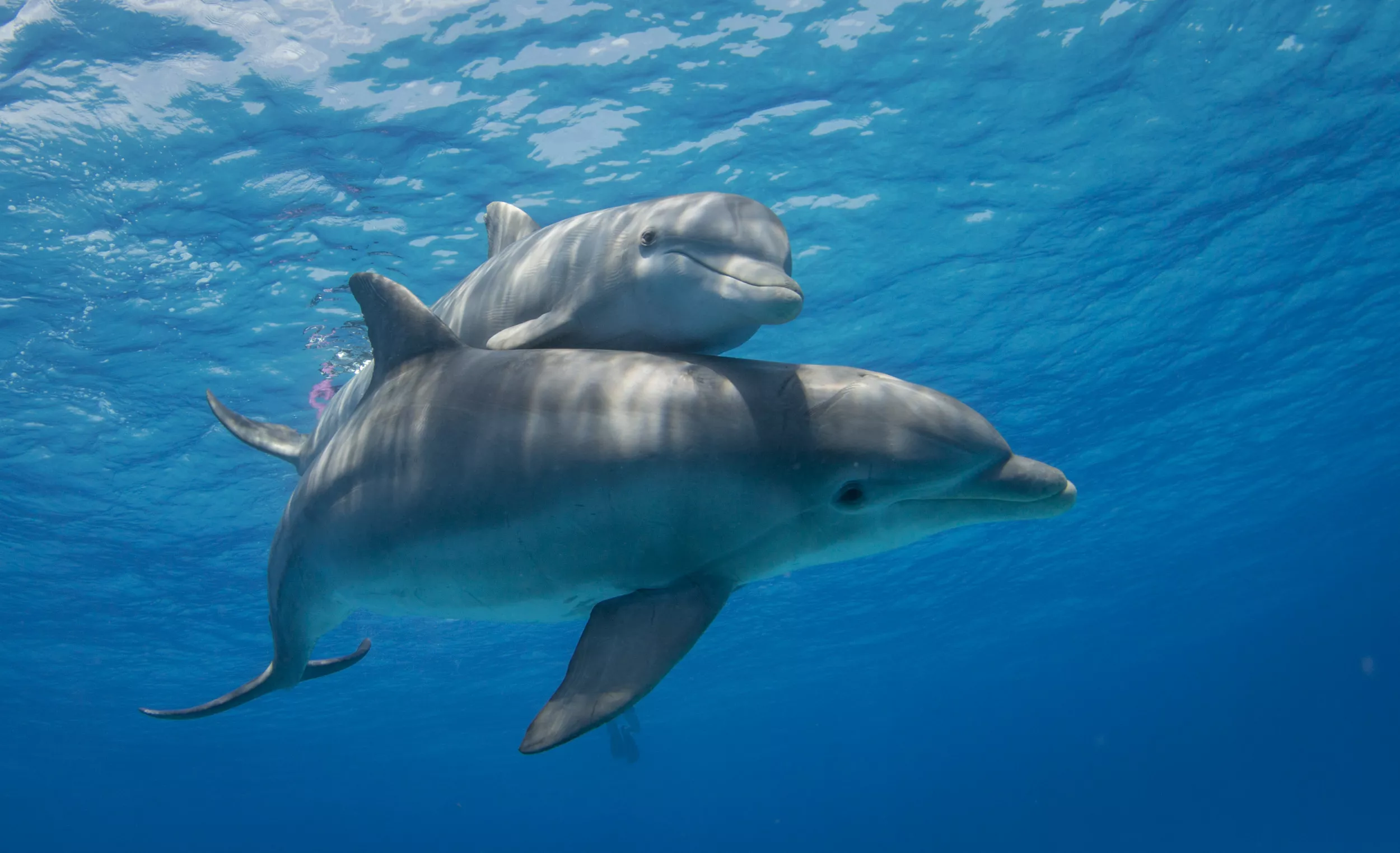 Dolphins Have Formed the 'Largest Alliance Network Known Outside of Humans' - Vimarsana News