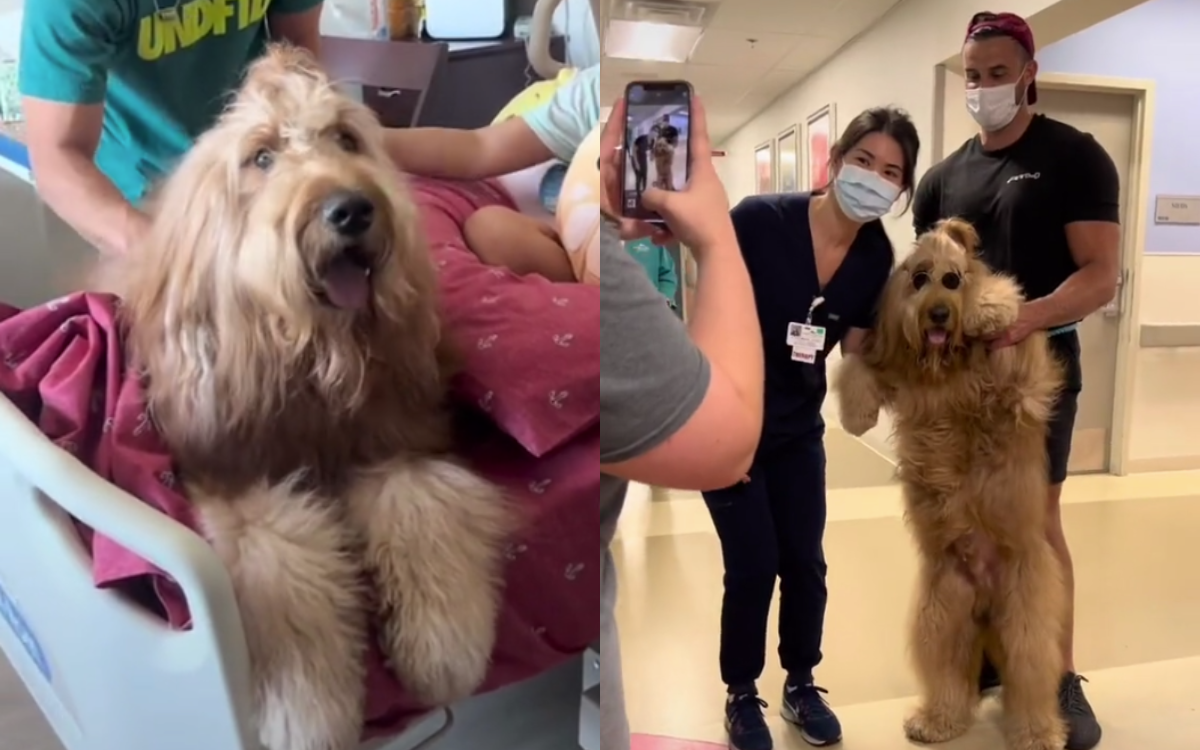 Dog Gives Hugs High Fives and Cuddles During Children s