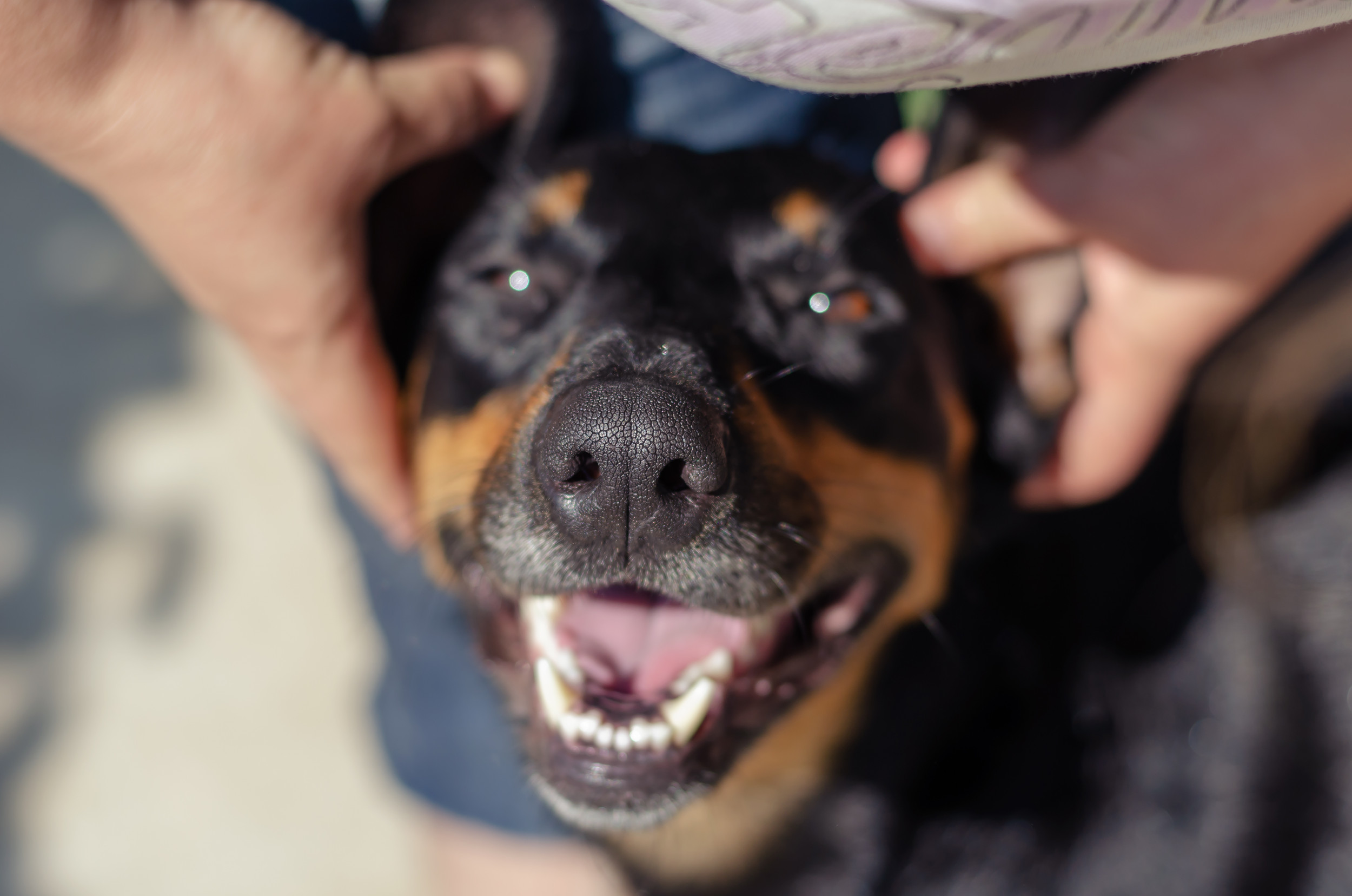 Doorbell Camera Capturing Man s Final Selfie With Beloved Dog Breaks 