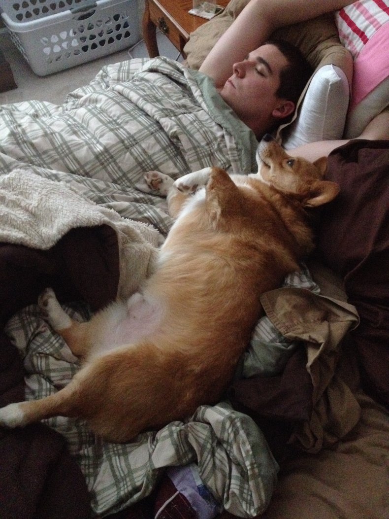 'Spoilt' Dog Refusing to Get Into His Own Bed Leaves Internet in Stitches 1 Dog and Human in Bed