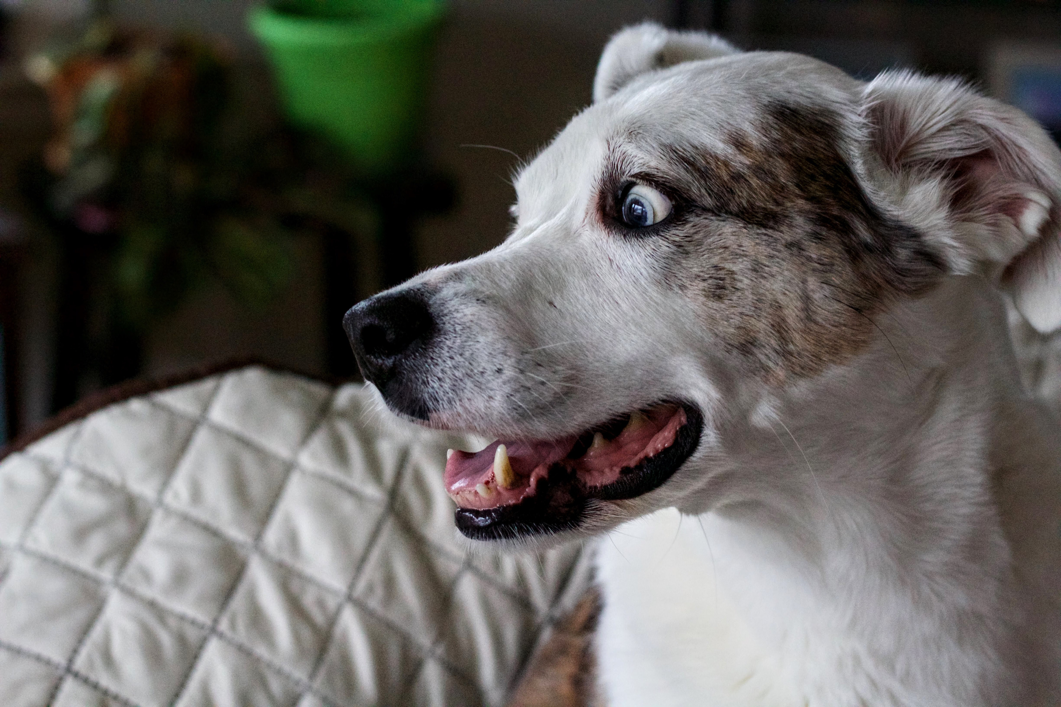 Dog’s Hilarious Reaction to Meeting Cat For First Time Goes Viral