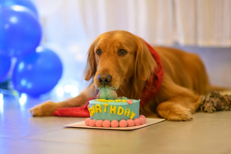 Labrador Showcases Baking Skills by Making Birthday Cake in Hilarious Video