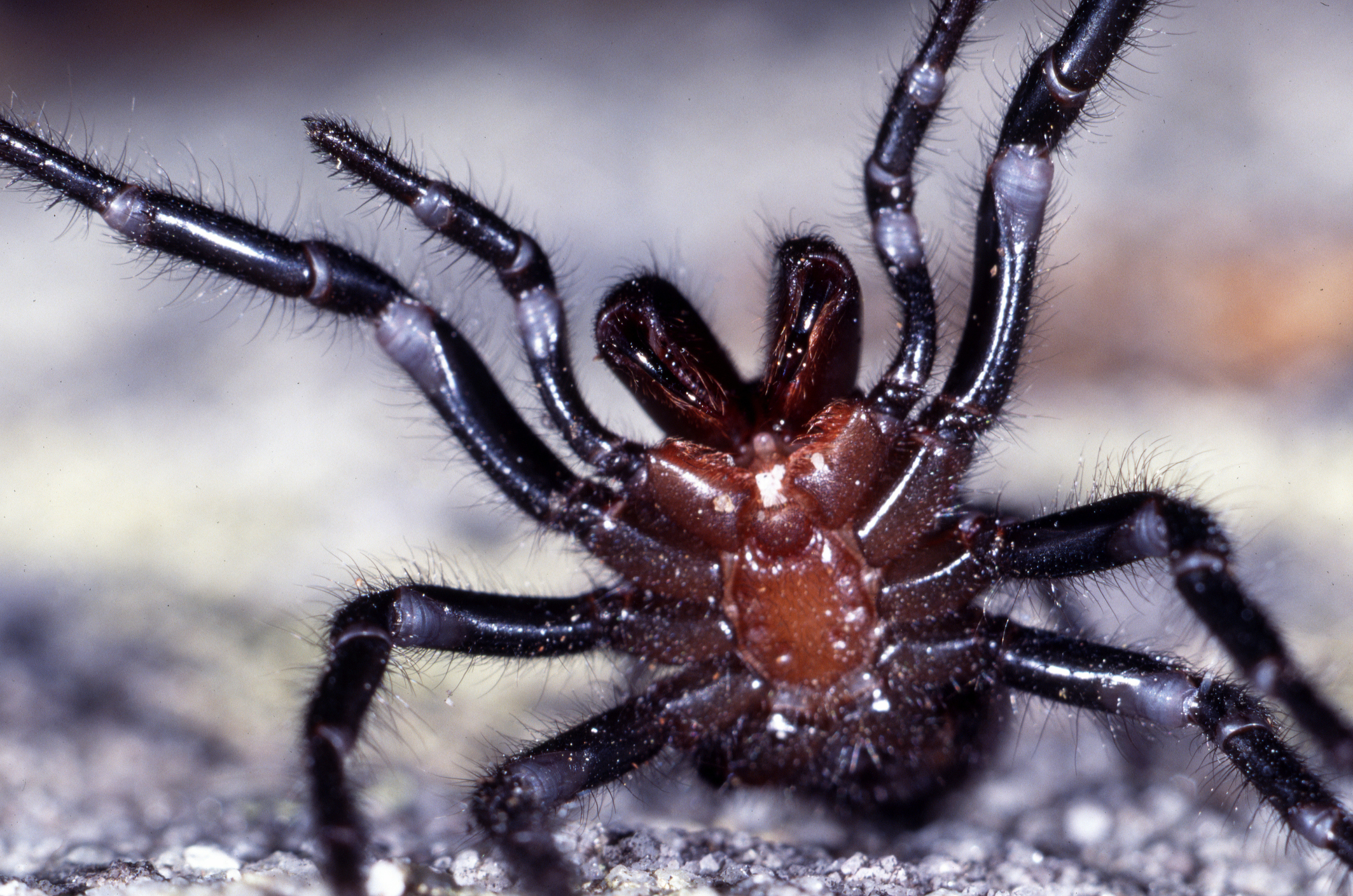 News stories about spiders are unfairly negative